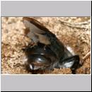 Stylops melittae - Faecherfluegler m38 5mm an Andrena vaga.jpg
